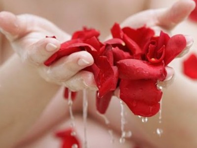 Foto#3 Rosas